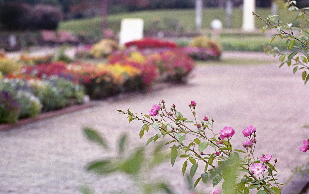 薔薇だそうです。