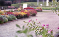 薔薇だそうです。