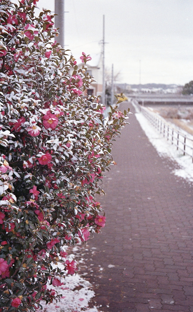 内津川の山茶花