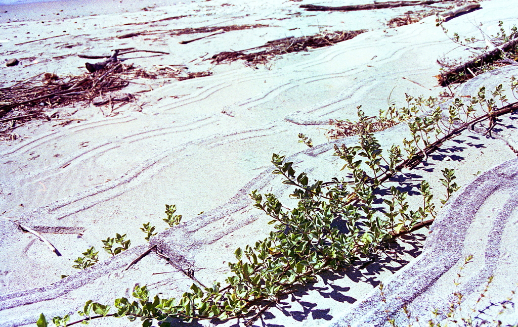 浜辺の植物