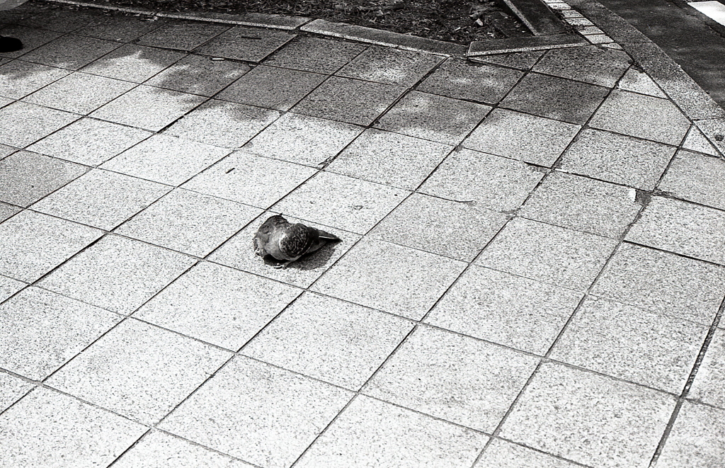 コンクリ砂漠の鳩