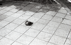 コンクリ砂漠の鳩