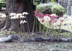 紅白の曼殊沙華