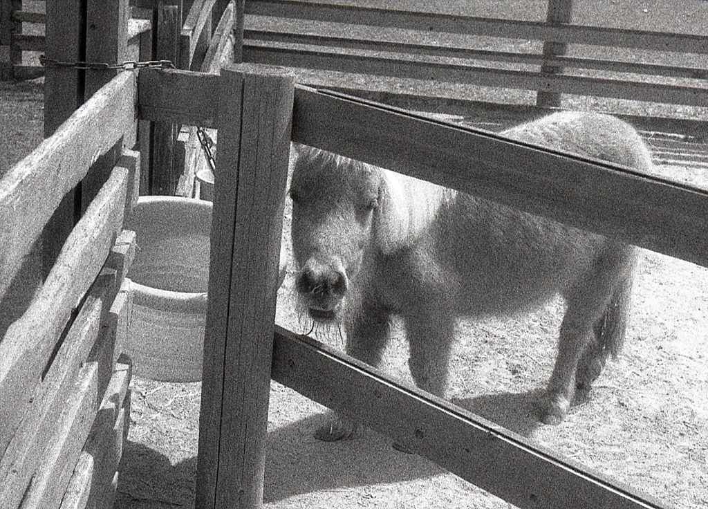 pony