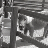 pony