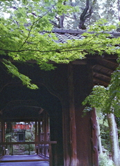 白雲橋ともみじ