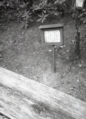 「あしひきの 山のもみちに しづくあひて」大伴家持