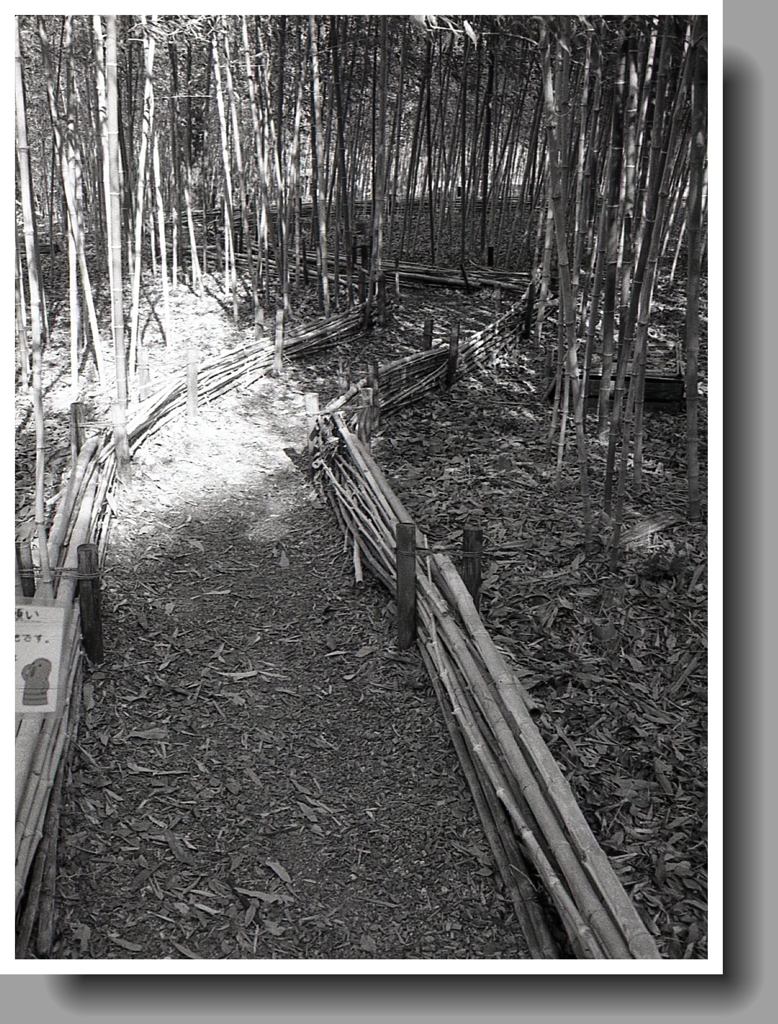 曲りくねる竹道