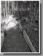 曲りくねる竹道