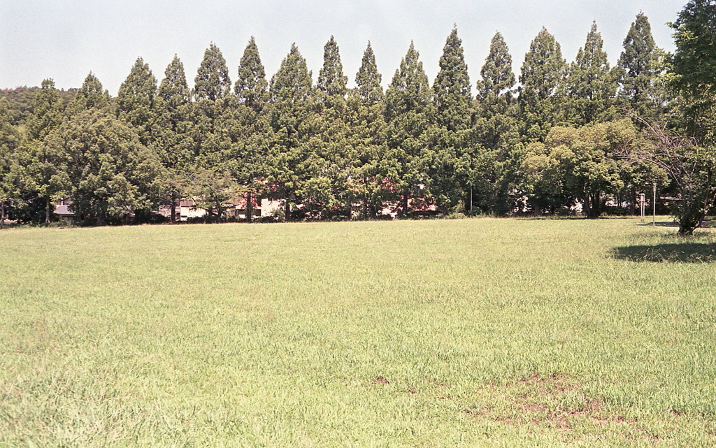 夏のメタセコイア