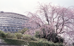 温室ドームと枝垂れ桜
