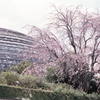 温室ドームと枝垂れ桜