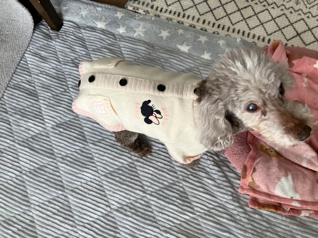 ミニーなマリ