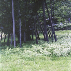 古木を支える何本もの木々