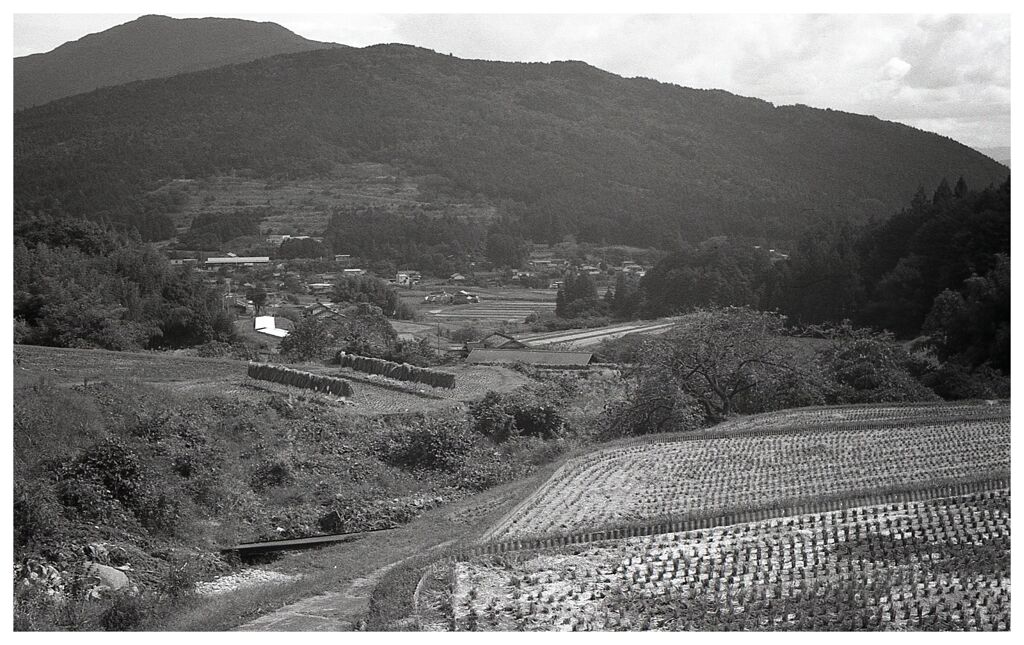 はざかけのある棚田の秋風景