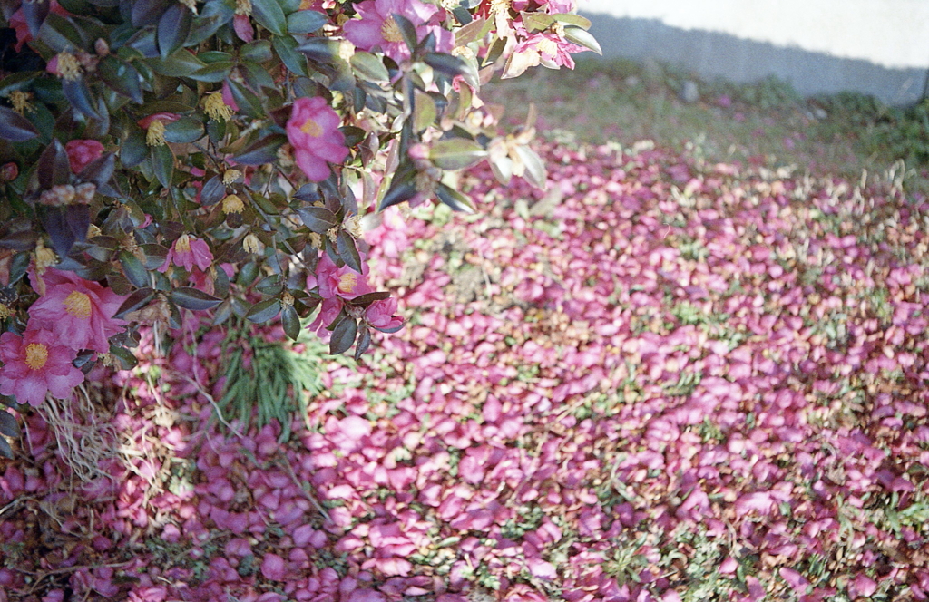 落花の薄紅