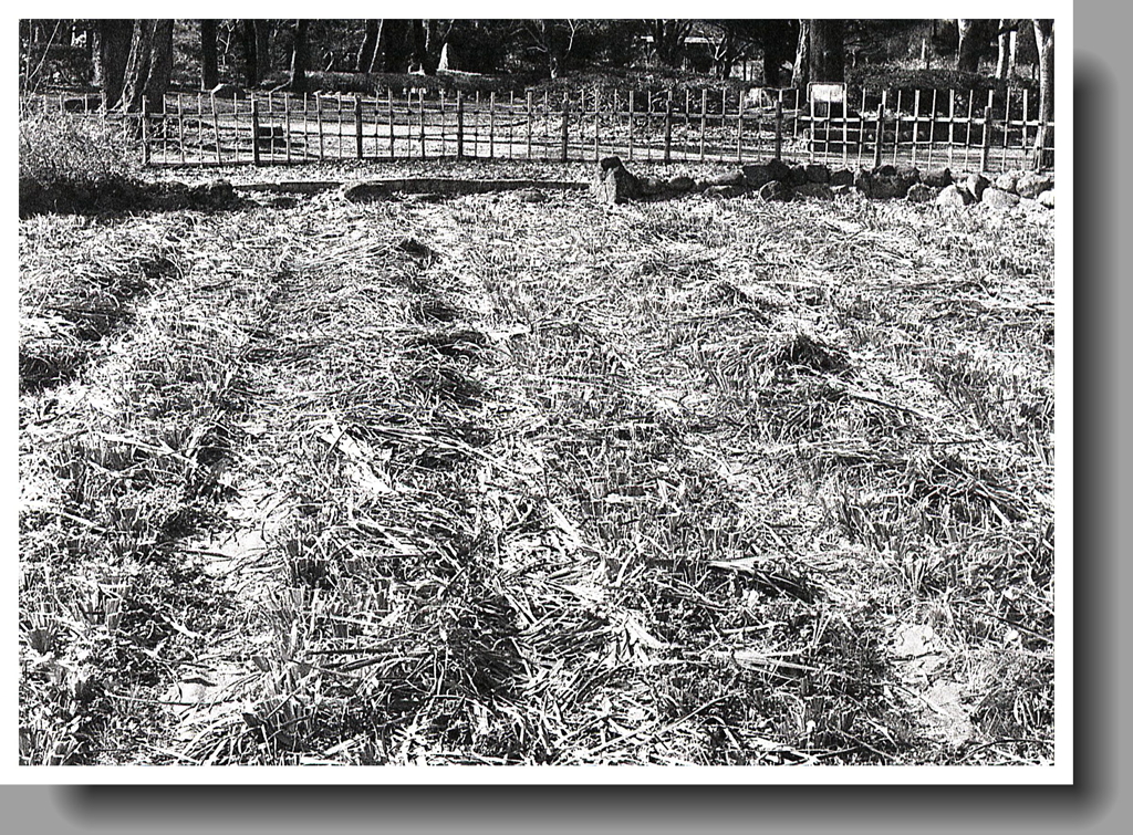 わらの布団で冬眠する菖蒲池