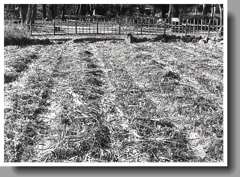 わらの布団で冬眠する菖蒲池