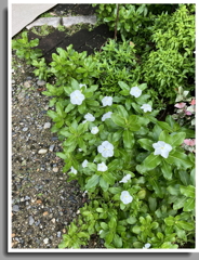 スマホでニチニチソウ