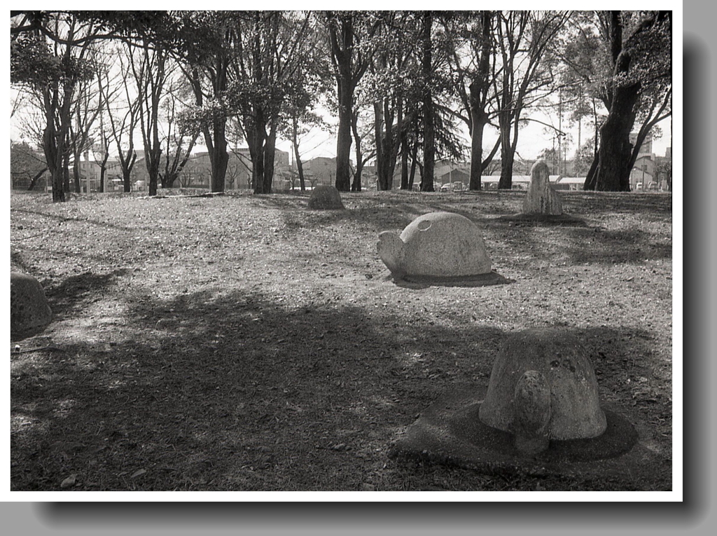 カメのいる公園