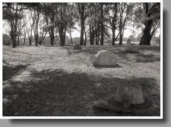 カメのいる公園