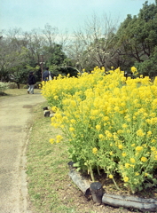 春に輝く菜の花
