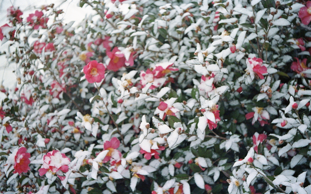 山茶花の雪化粧