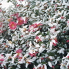 山茶花の雪化粧