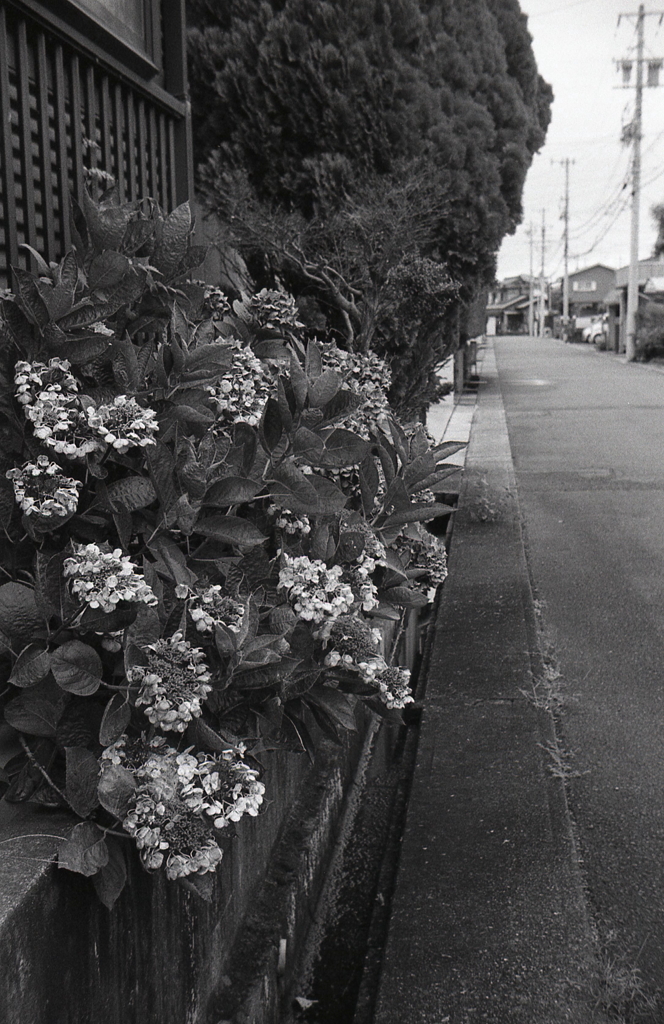 紫陽花の咲くころ…