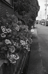 紫陽花の咲くころ…