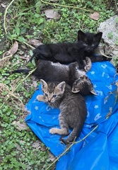 我が家にノラ猫子