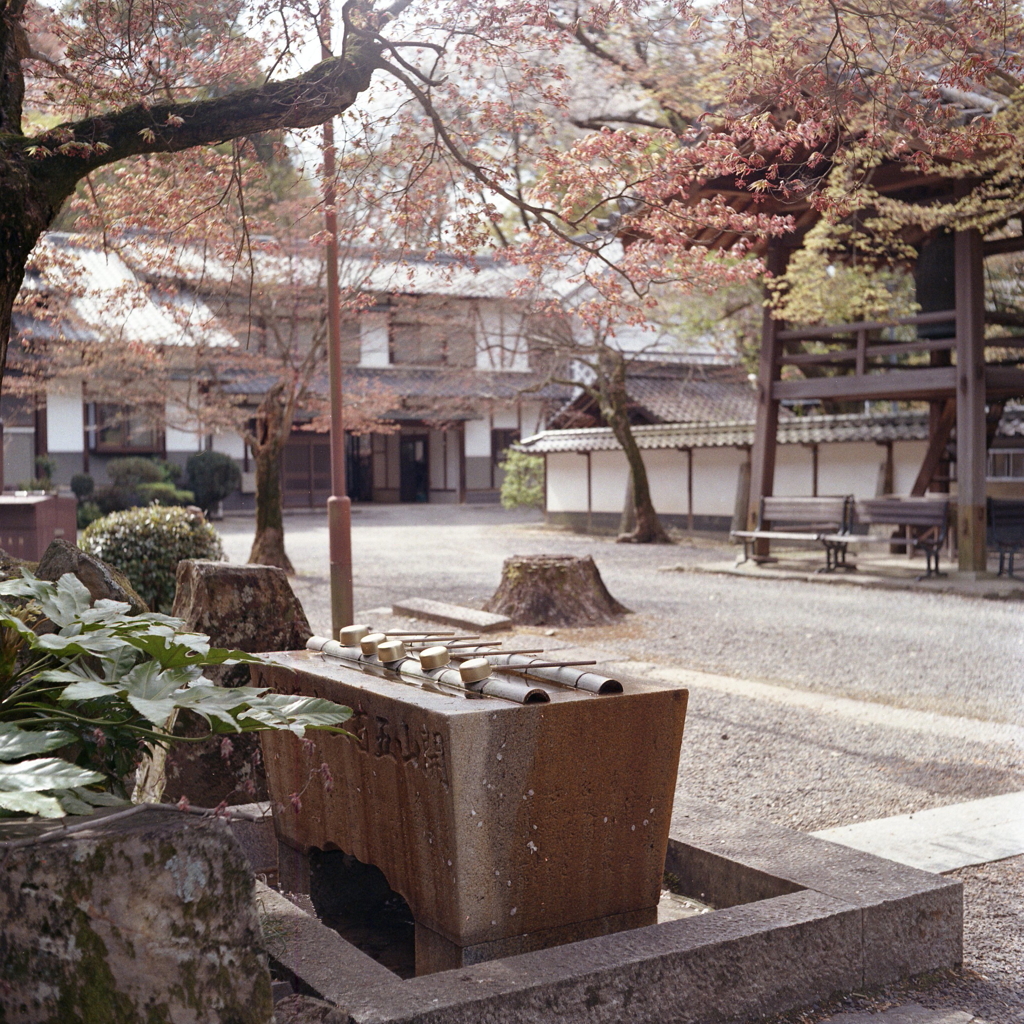静寂の中の手水舎