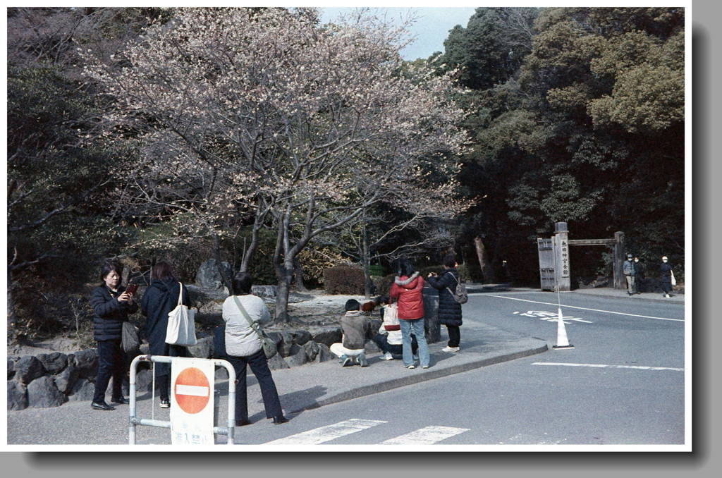 十月桜にスマホする人々
