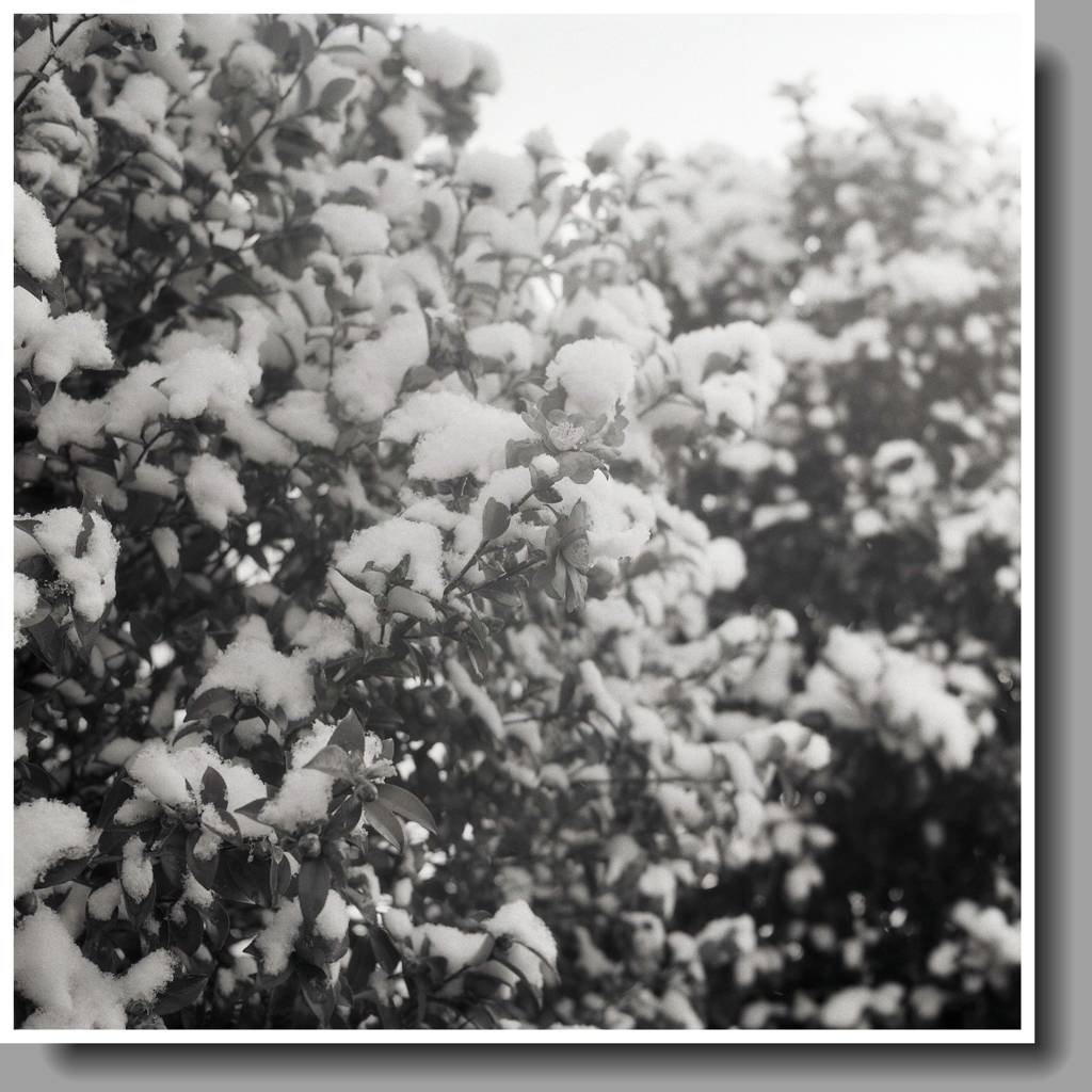 雪の山茶花