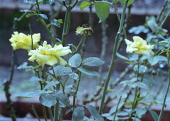 雨後の黄色い薔薇