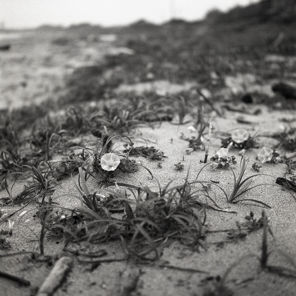 ハマヒルガオに見送られて…