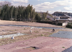 野良の風景