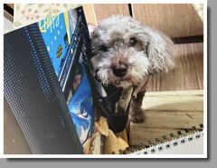 卯月の写真はひょっこりはんでした。（笑