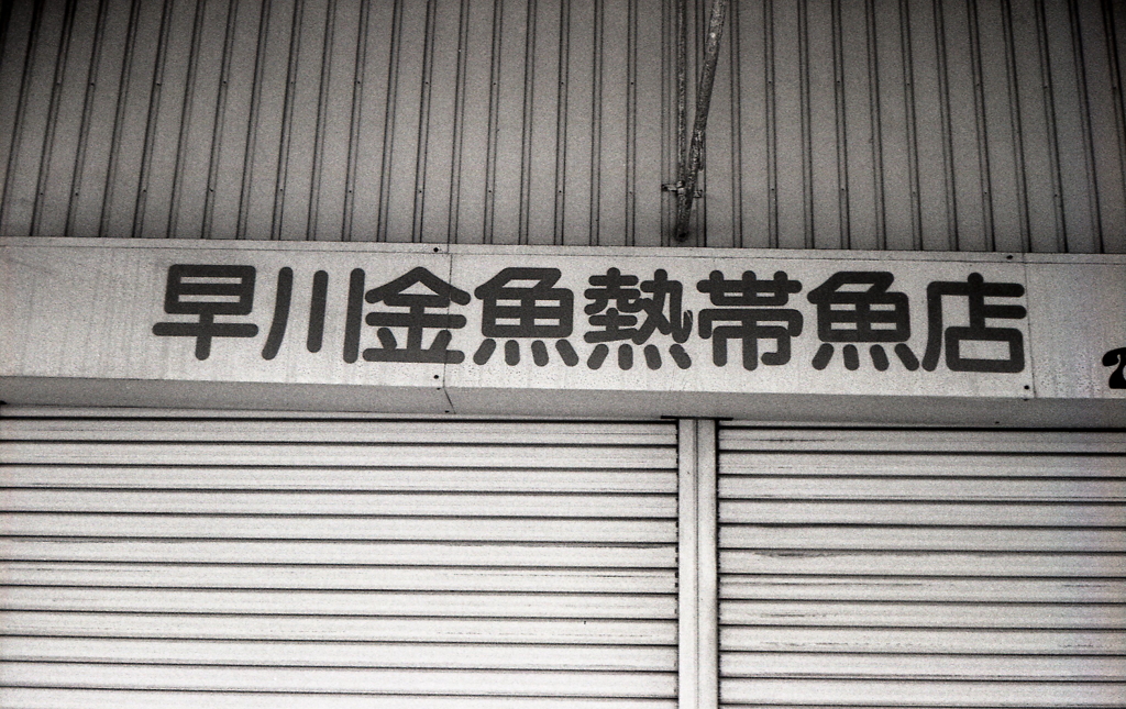 昔懐かし早川金魚