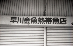 昔懐かし早川金魚