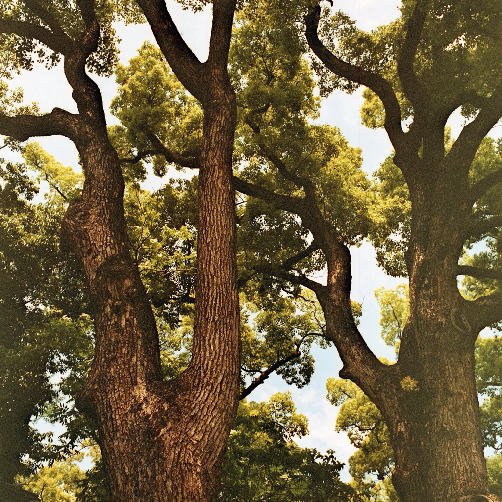 生命感溢れる大樹