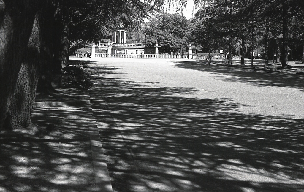 鶴舞公園の木かげ