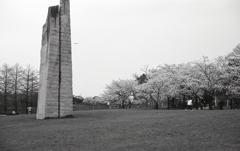 巨大日時計と桜