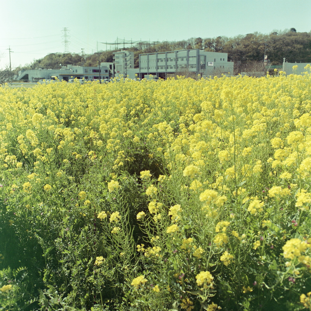 沢山の菜の花は好きなんです。