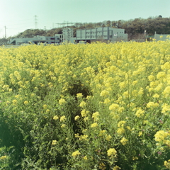 沢山の菜の花は好きなんです。
