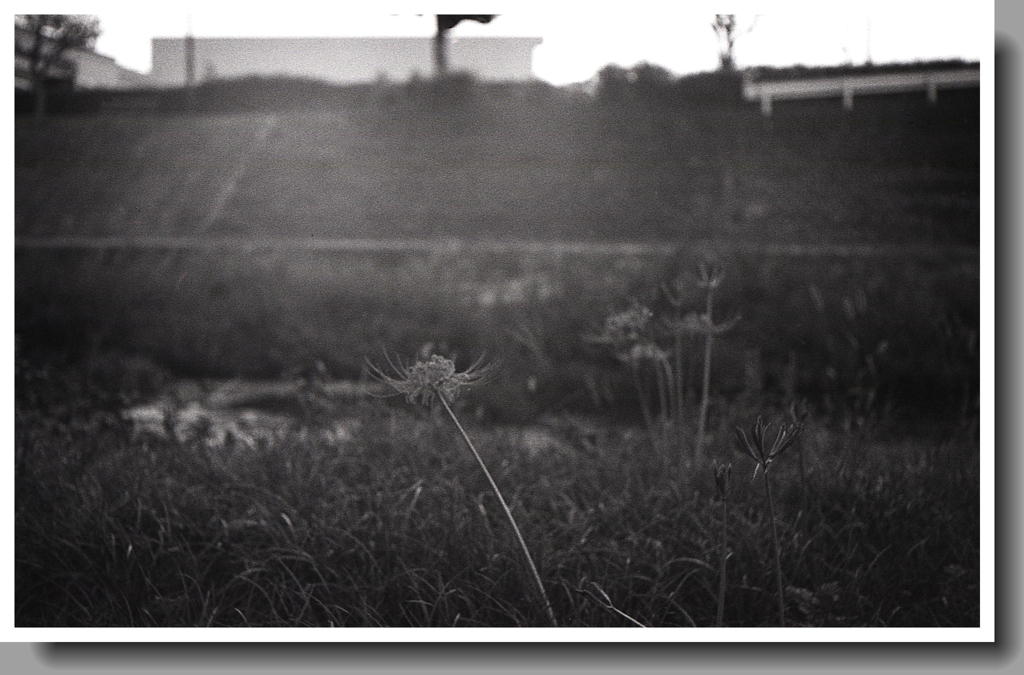 朧げなる彼岸花