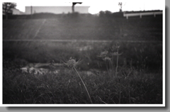 朧げなる彼岸花