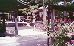 境内に咲く百日紅
