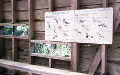 野鳥観察窓