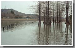 ラクウショウのみずたまり風景
